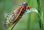 Periodical cicadas will emerge this spring. Here's what to know.