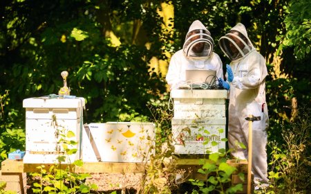 The Honeybees Versus the Murder Hornets